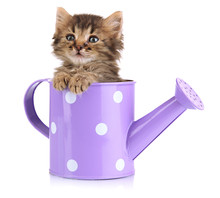 Small Kitten Sitting In Watering Can Isolated On White