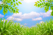 green grass and blue sky and green leaf