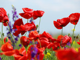 Fototapeta Kwiaty - red Poppy