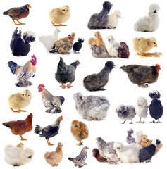 Poster - races de poules