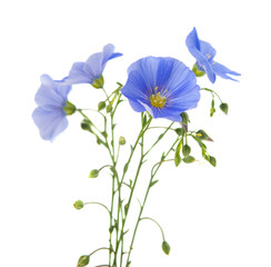 Poster - Flax flowers isolated