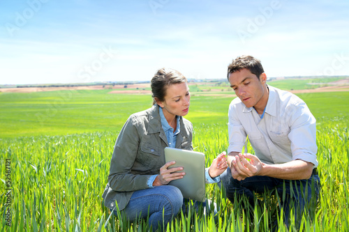 Fotografie, Obraz Agronomist looking at wheat quality with farmer