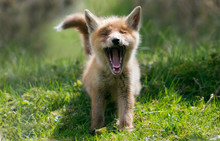 Red Fox Cub Yawning