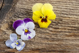 Fototapeta Storczyk - The pansy flowers on wooden background. Copy space.