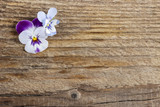 Fototapeta Storczyk - The pansy flowers on wooden background. Copy space.