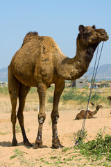 Wall Mural - Camel at the Pushkar Fair , Rajasthan, India