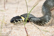 Grass Snake Close-up