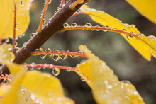 Detail Of Raindrops On Autumn Leaves