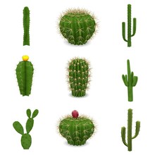 3d Renders Of Cactuses Set