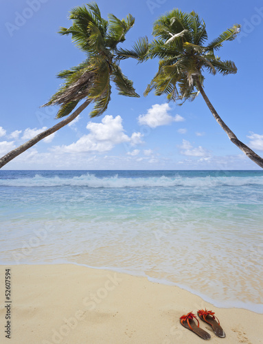 Plakat na zamówienie coeur de cocotiers aux Sychelles