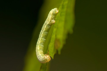 Poster - Operophtera cf. brumata