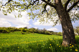 Fototapeta  - Auszeit im Frühling: Löwenzahnwiese mit Kirschbaum