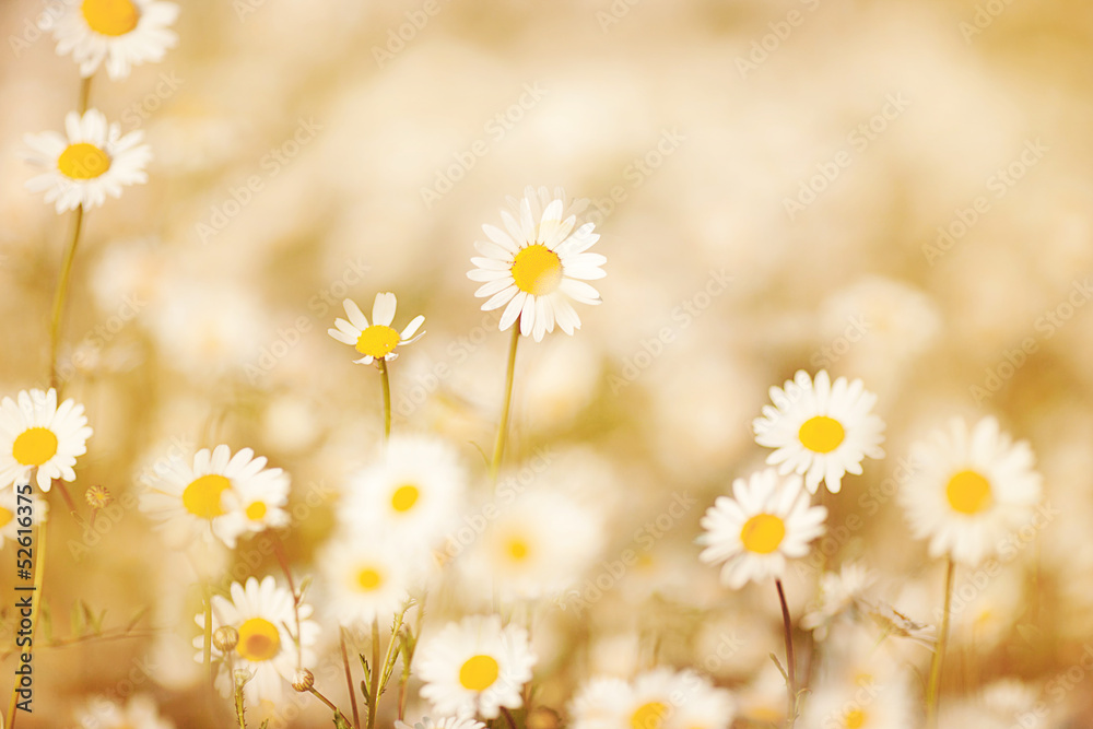 Daisies on meadow with beautiful light effect - obrazy, fototapety, plakaty 