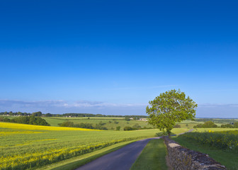 Wall Mural - Oilseed Rape, Canola, Biodiesel Crop