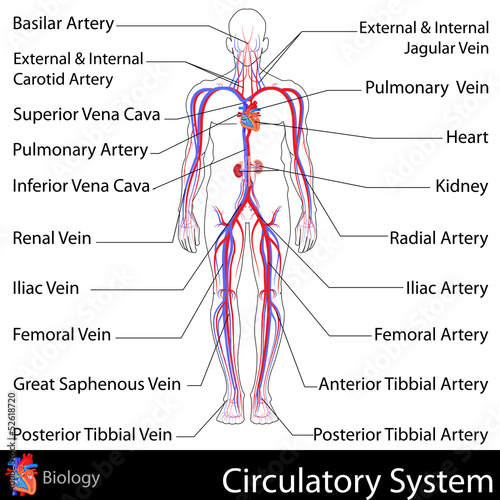 Fototapeta na wymiar Circulatory System