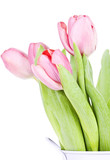 Fototapeta Tulipany - Pink tulips on white background in a bucket