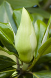 Fototapeta Tulipany - Magnolia grandiflora plant