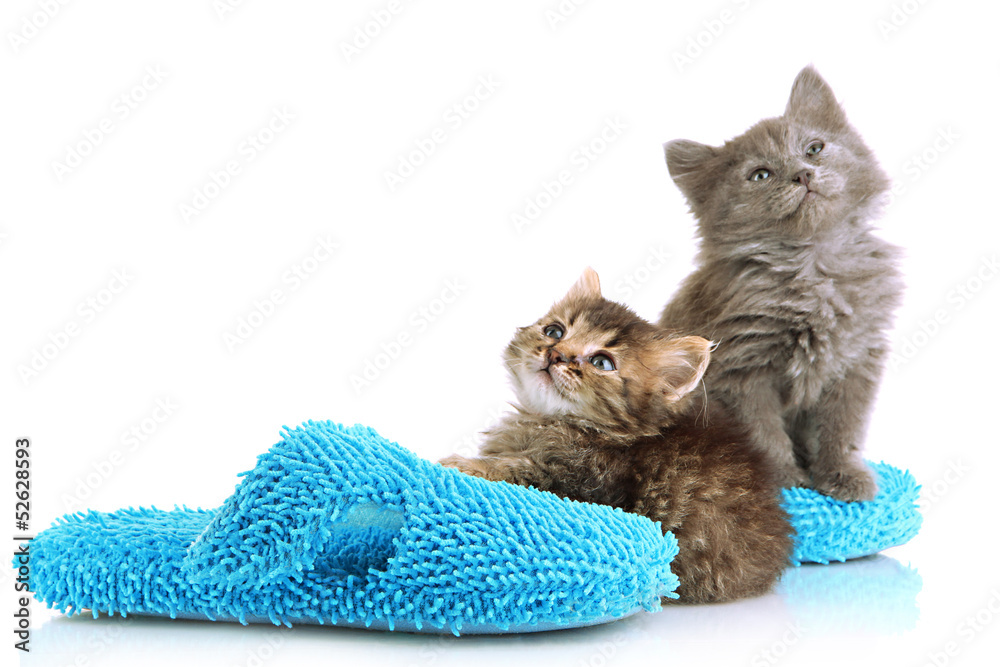 Small kittens sits on house slippers isolated on white