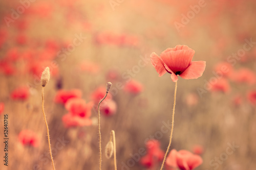 Fototapeta na wymiar Artistic poppy closeup in the sunshine