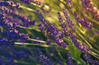 Closeup of blooming lavender in the field and bee