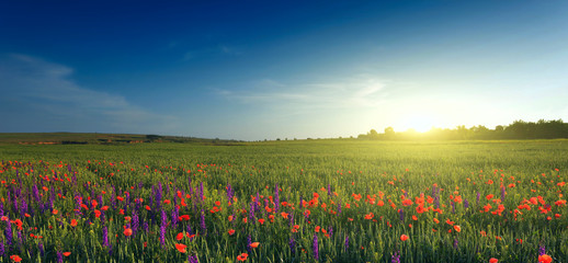 Sticker - field of lavender, wheat and poppies