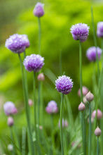Close Up Of A Chive Flower