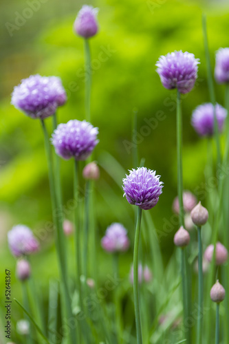 Plakat na zamówienie Close up of a chive flower