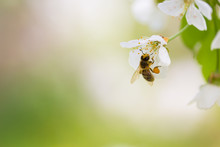 Honey Bee Enjoying Blossoming Cherry Tree On A Lovely Spring Day