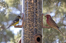 Bright Birds, American Goldfinch, House Finch On Bird Feeder
