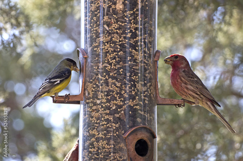 Bright Birds American Goldfinch House Finch On Bird Feeder Buy