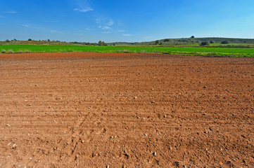 Canvas Print - Israel Field