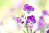 Fototapeta Kwiaty - beautiful flower closeup with blur background