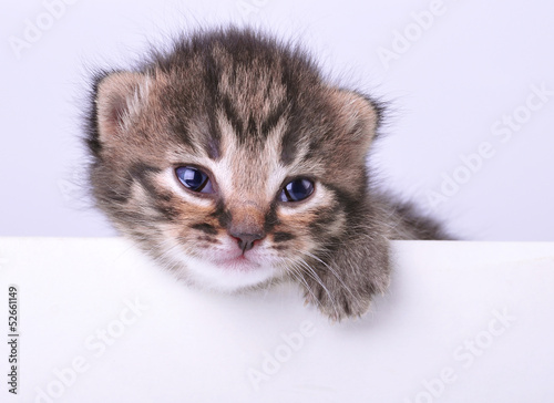 Fototapeta na wymiar little 2 weeks old kitten with a space board