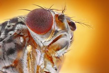 Extreme Sharp And Detailed Image Of Fruit Fly