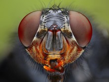 An Extreme Close Up Of A Fly Head