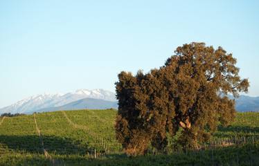 Sticker - Corse,  arbe, vigne et montagne en Costa serena