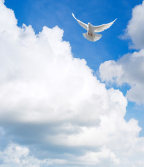 Fototapete - White dove flying in the sky