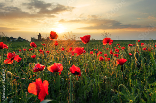 Naklejka dekoracyjna Poppies field flower on sunset