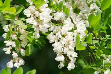 Canvas Print - acacia flower