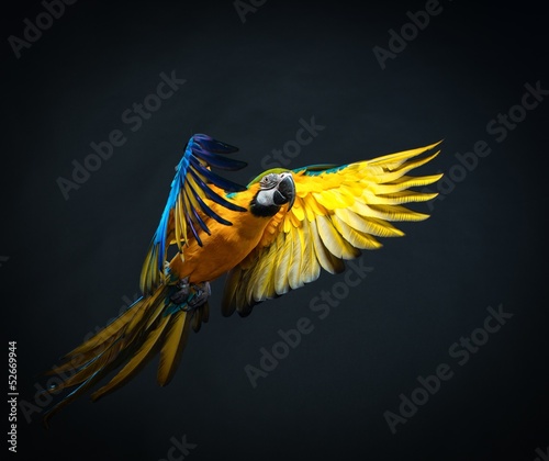 Obraz w ramie Colourful flying Ara on a dark background