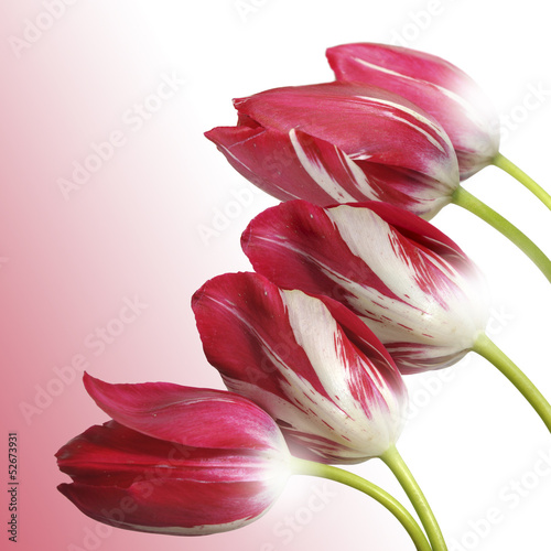 tulipany