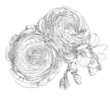 Hand drawing ranunculus flower blossom