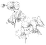 Hand drawn orchid flower