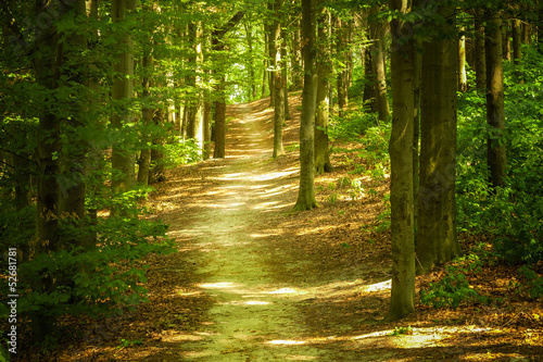 Naklejka na drzwi Forest landscape