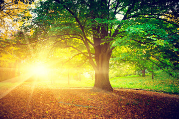 Wall Mural - Beautiful park