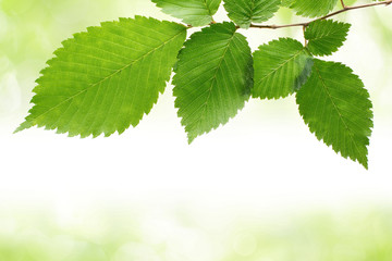 Wall Mural - Green leaves border
