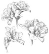 Hand drawing amaryllis flower blossom
