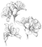 Hand drawing amaryllis flower blossom