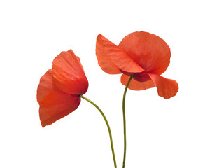 Wall Mural - poppy flowers