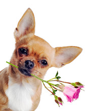 Chihuahua Dog With Rose Isolated On White Background
